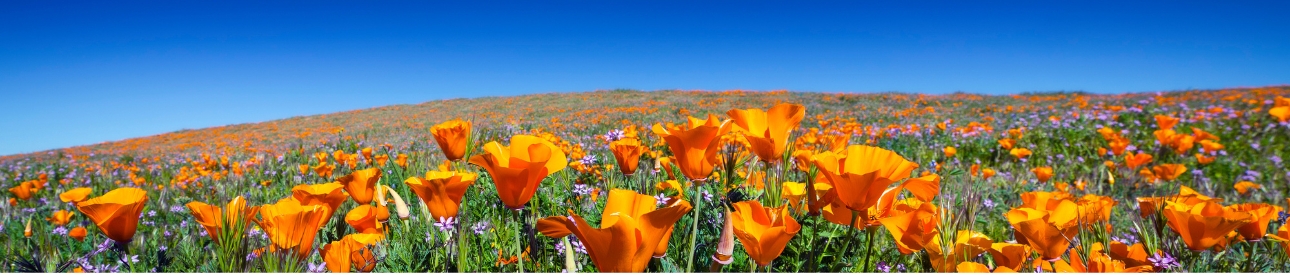 orange flowers with a clear blue sky background